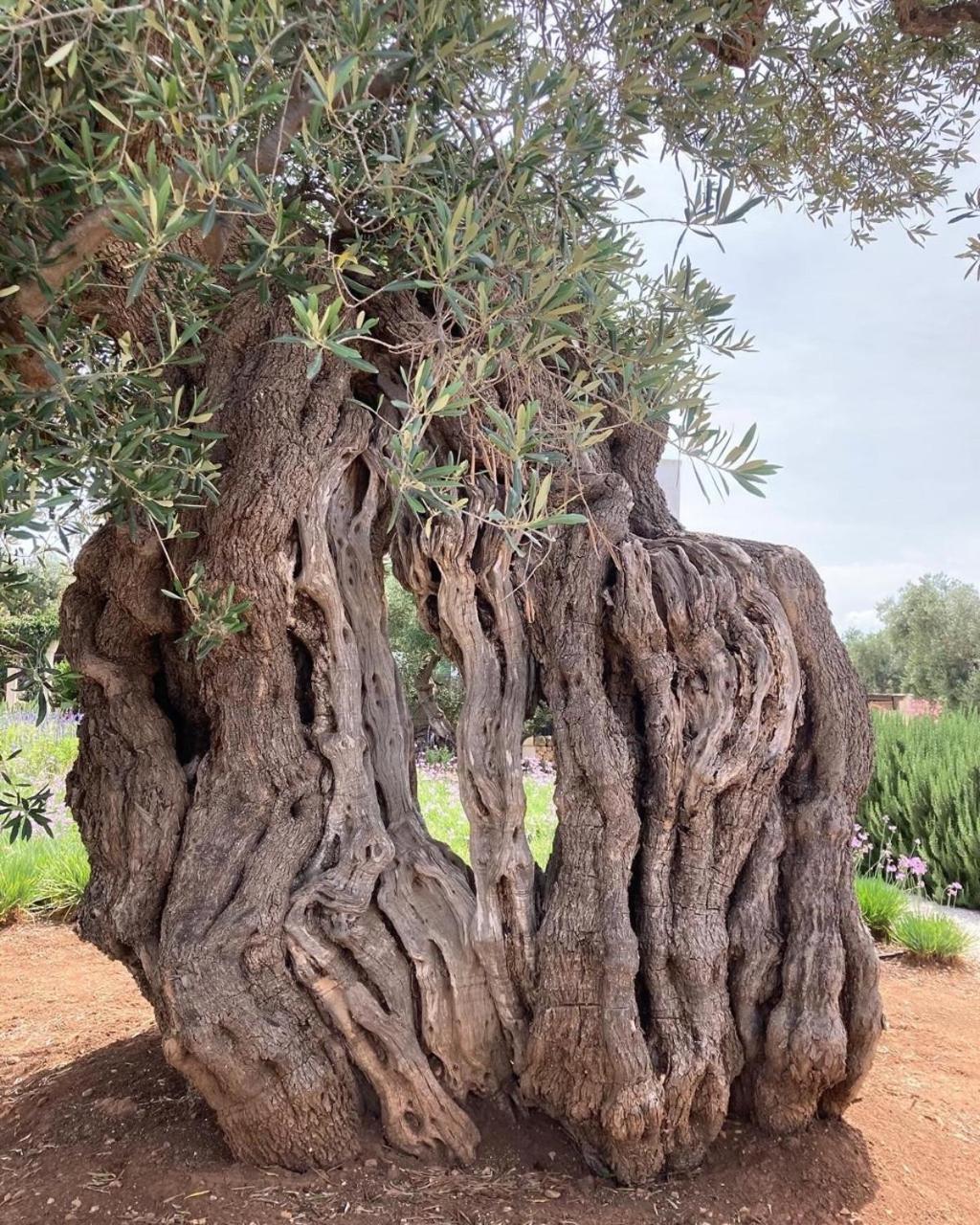 Boutique Hotel Masseria Sottomasi Savelletri Bagian luar foto