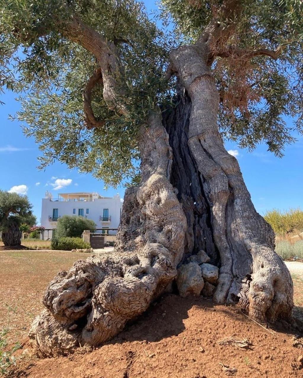 Boutique Hotel Masseria Sottomasi Savelletri Bagian luar foto